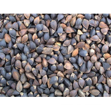 Chinese Buckwheat Yulin Origin (BW-001)